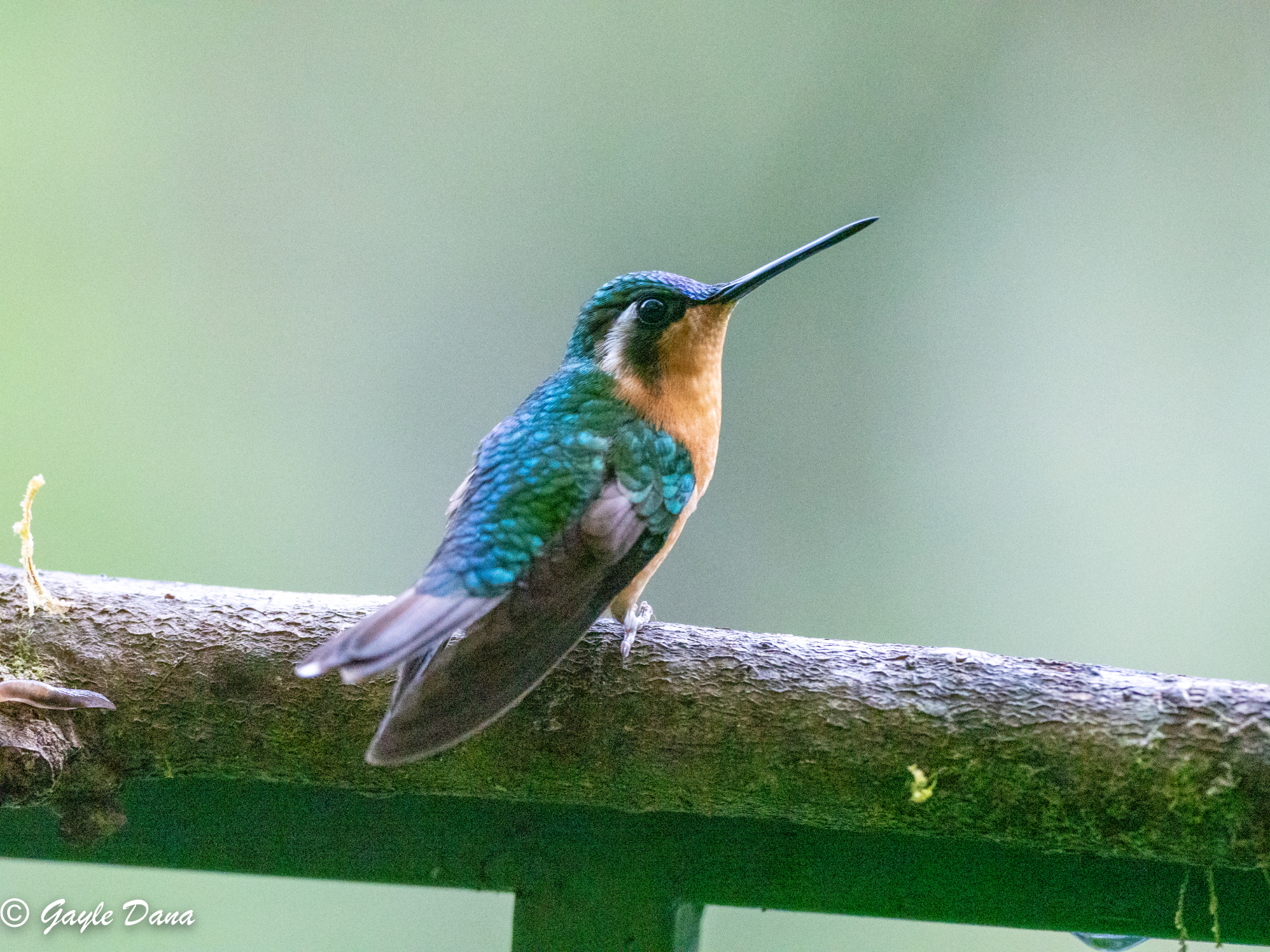 White throated Mountain Gem female